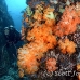 coral_soft_s_gll_h_0079_kom0927.jpg